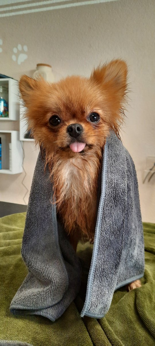 Caro's Hundesalon, Wangen bei Oten