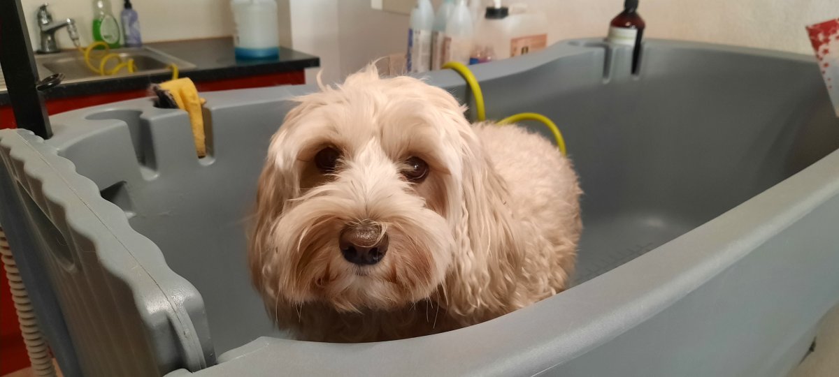 Caro's Hundesalon, Wangen bei Oten