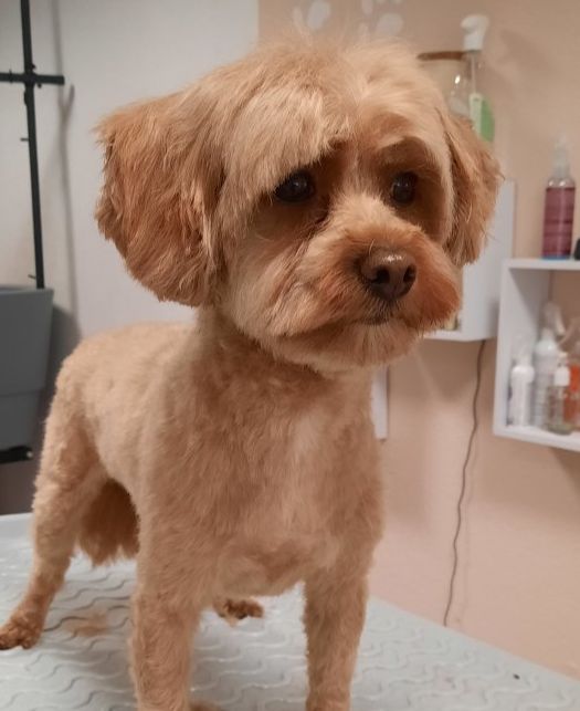 Caro's Hundesalon, Wangen bei Oten