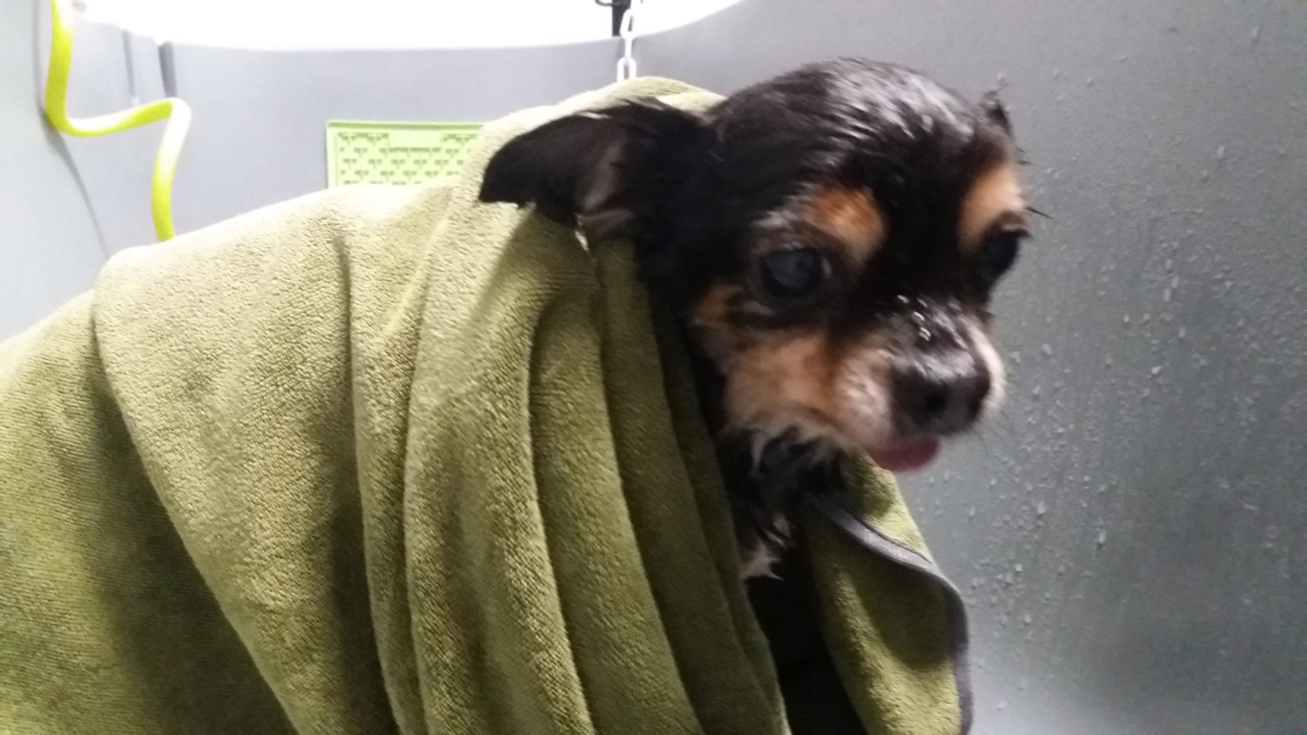 Welpeneingewöhnung im Salon