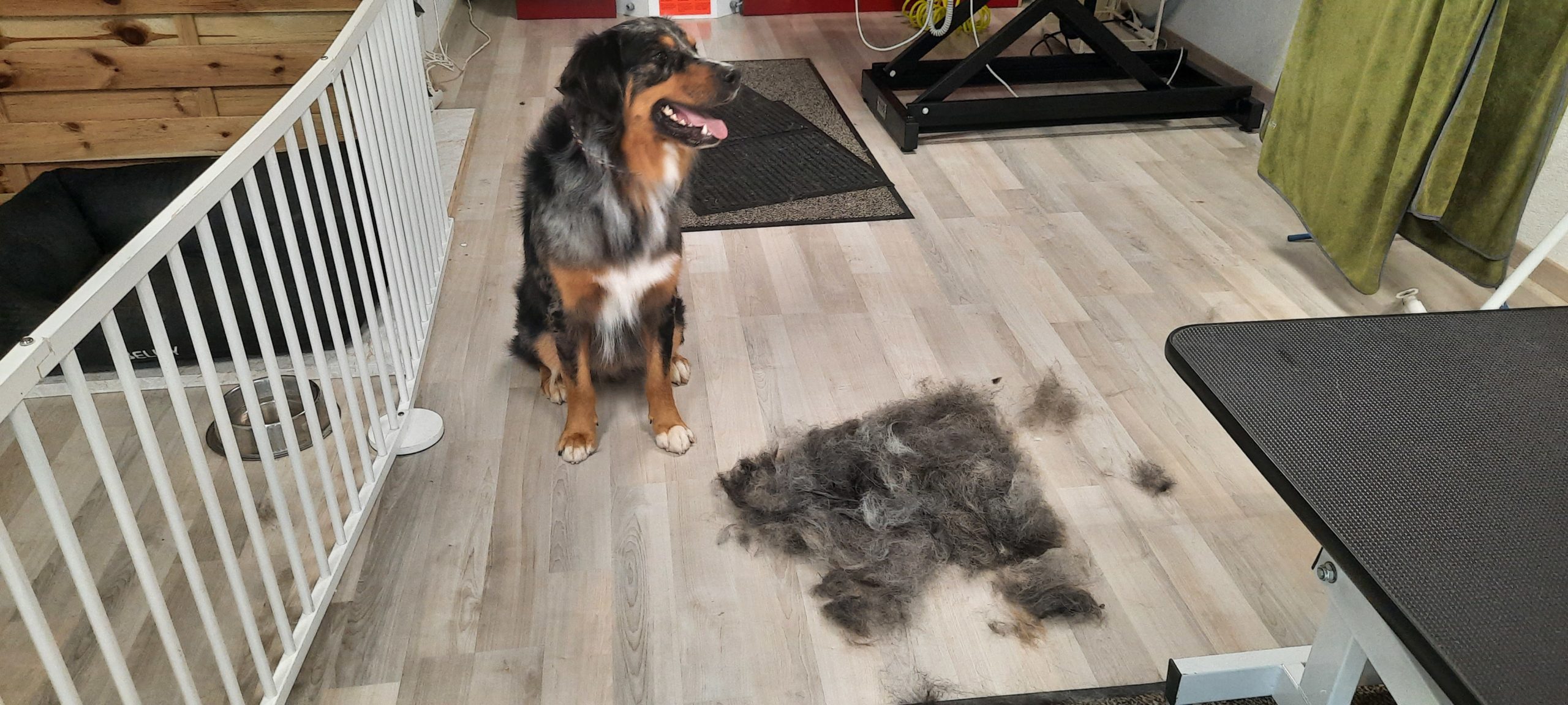 Bosseron, Unterwolle ausbürsten