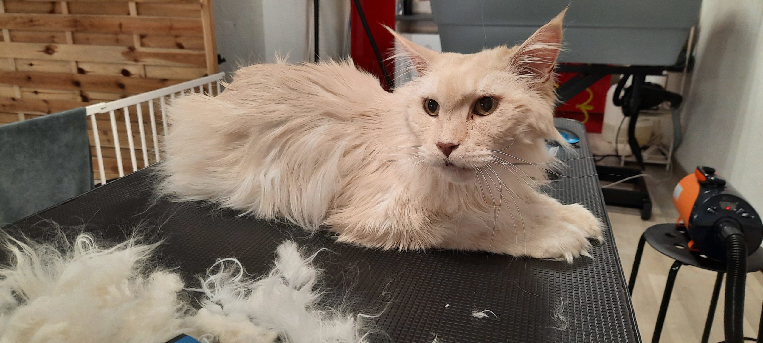 Caro's Hundesalon, auch Katzen sind Willkommen