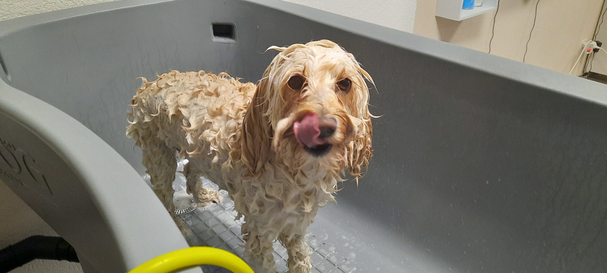 Caros Hundesalon - Hundecoiffeur