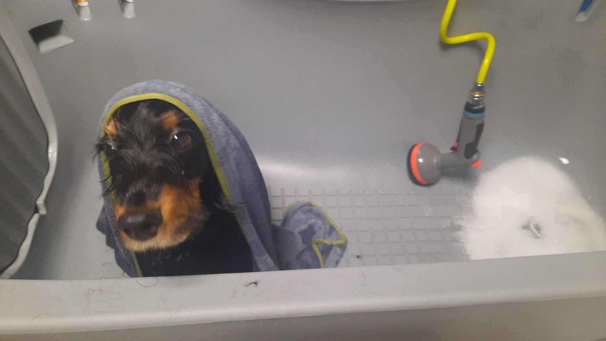 Caros Hundesalon, Wangen bei Olten