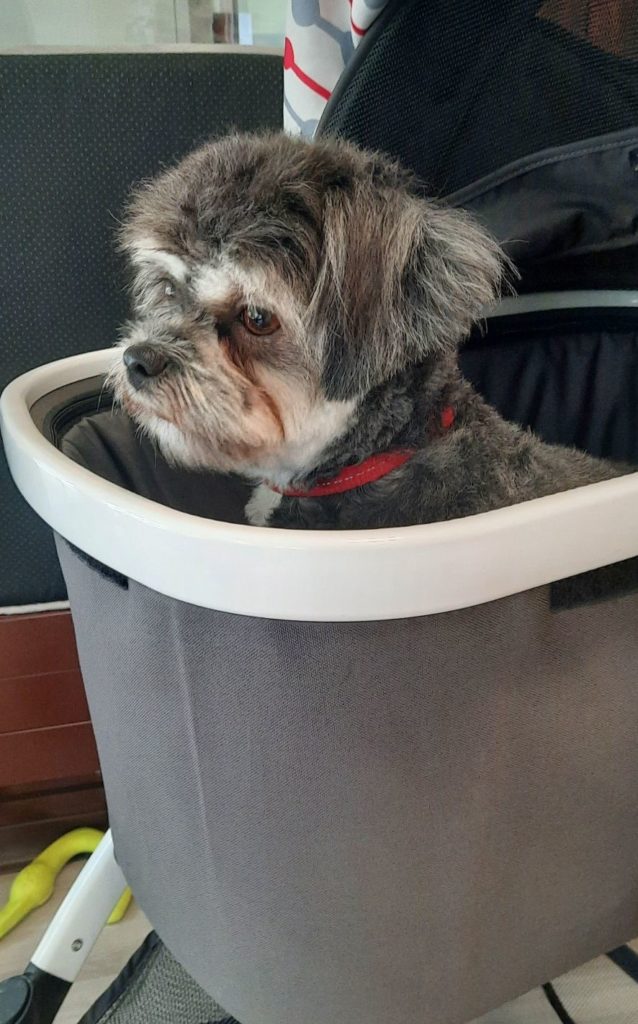 Caros Hundesalon, Wangen bei Olten